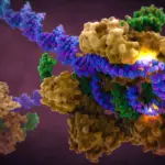 Art of the Cell CRISPR Cas9 in Complex with Guide RNA and target DNA.jpg