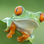 biodiversity landing page red eyed tree frog c Mark Kostich iStock 506288104