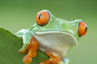 biodiversity landing page red eyed tree frog c Mark Kostich iStock 506288104