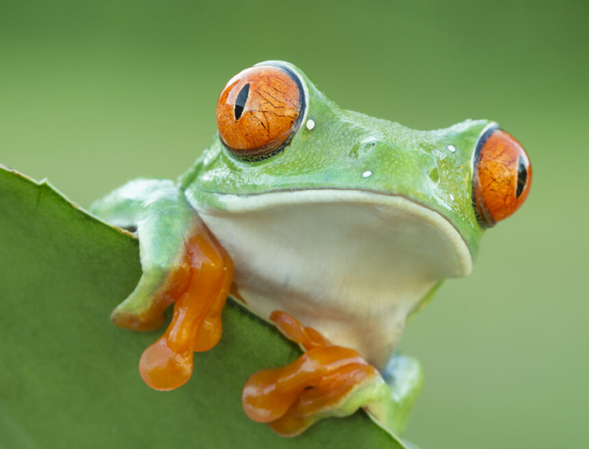 biodiversity landing page red eyed tree frog c Mark Kostich iStock 506288104