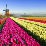 tulip mania gettyimages 490477414