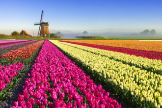 tulip mania gettyimages 490477414