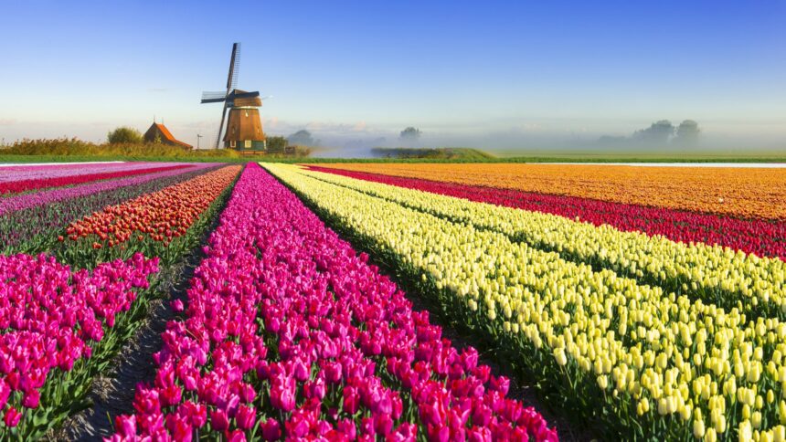 tulip mania gettyimages 490477414